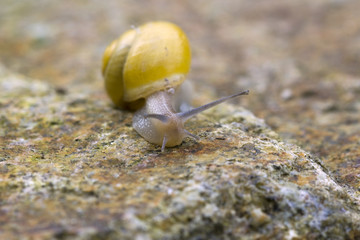 Snail on stone