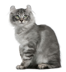 Obraz premium American Curl Kitten, 3 months old, sitting