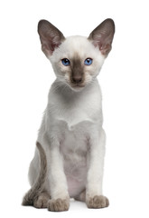 Siamese kitten, 10 weeks old, sitting