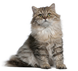 British Longhair kitten, 3 months old, sitting