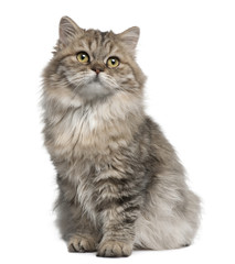 British Longhair kitten, 3 months old, sitting