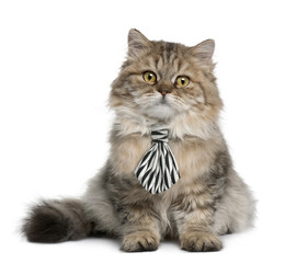 British Longhair kitten wearing a tie, 3 months old, sitting