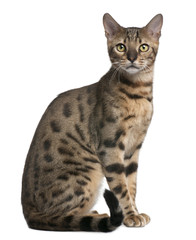 Bengal Cat, 6 months old, sitting in front of white background