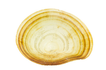 bivalve shell