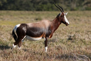 Naklejka na ściany i meble Bontebok Antelope
