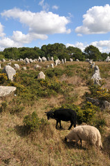 Les moutons de Kermario