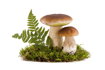 Two porcini mushrooms
