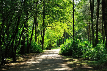 Fototapeta premium Дорожка в парке