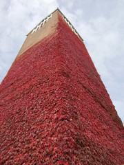 Brick tower with red vine leaves