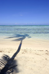 Ombre de cocotier sur une plage de Papetoai, Moorea