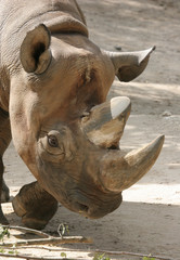 Closeup of Black rhino