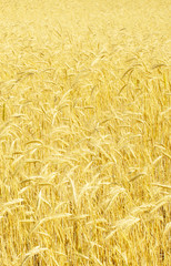 rye