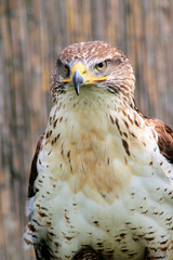 Bussard