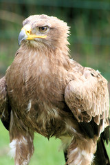 Steinadler