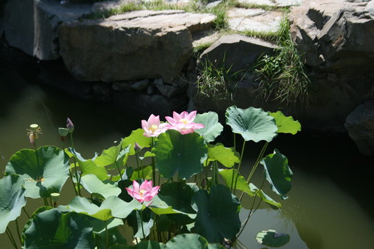 flor de l&oacute;tus 02