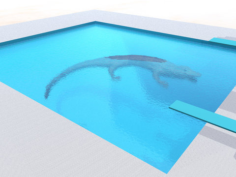 Alligator in the Swimming Pool