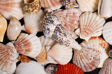 seashells