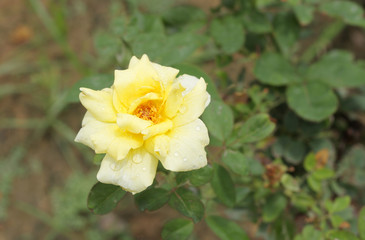 Whitish Yellow rose