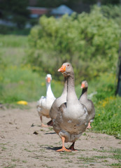 geese in the country