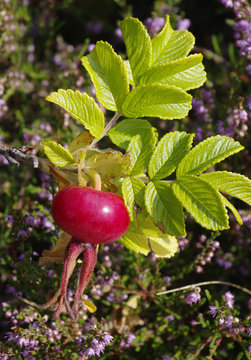 rote Kartoffelrosenfrucht