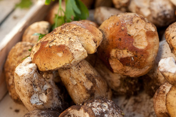 Funghi porcini
