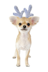 Christmas chihuahua puppy - reindeer isolated on white