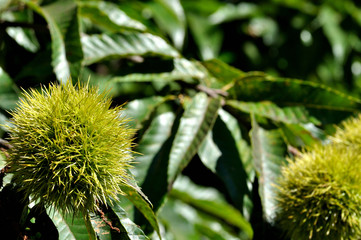 クリ　栗　くり