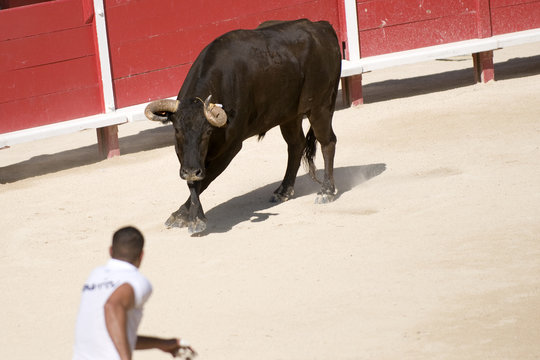 Course camarguaise