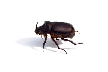 Bug-rhinoceros isolated on a white background