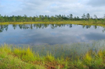 Bog lake.
