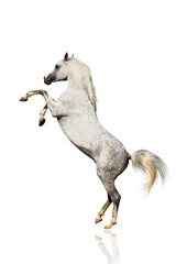 Obraz na płótnie Canvas arabian horse isolated