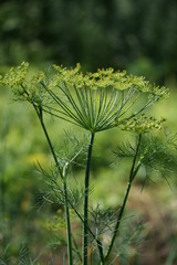 Fennel