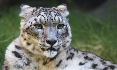 Snow leopard looking right