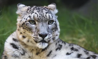 Rolgordijnen Snow leopard looking right © Robert Keenan