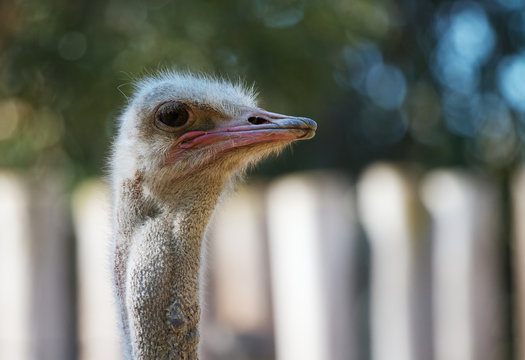 Ostrich head looking right