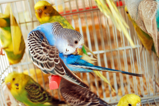 budgerigars