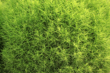 kochia