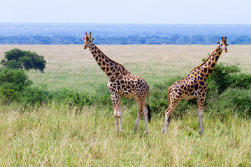 jirafas de Rothschild salvajes en Murhison NP, Uganda - 25810147