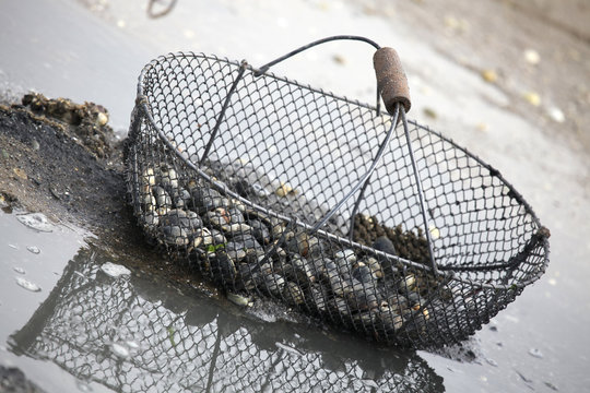 Panier palourdes sur sable (#3)
