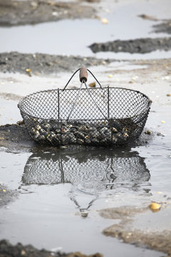 Panier palourdes sur sable (#2)