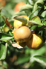 Pommes jaunes dans pommiers (#6)