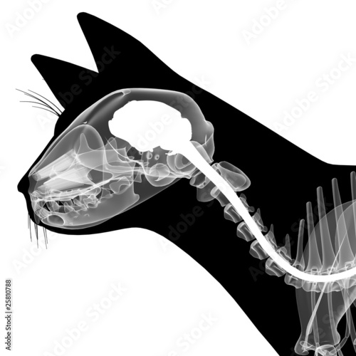 "cat xray anatomy" Stock photo and royaltyfree images on