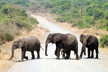 elefantes en familia