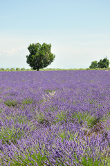 Fototapeta na wymiar 34 Lavender