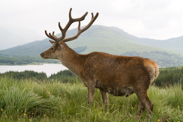 Lonely stag on a meadow in Scottish Highlands