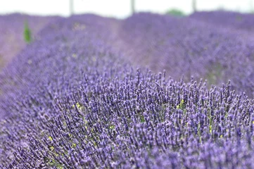 Deurstickers Lavendel lavendel 19