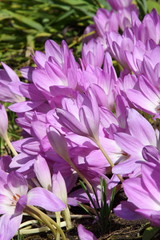 crocus