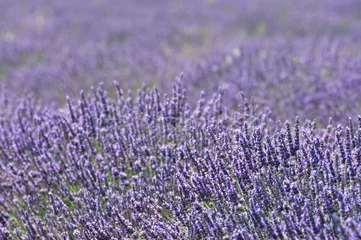 Fotobehang Lavendel lavendel 18