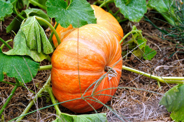 Cinderella Pumpkins