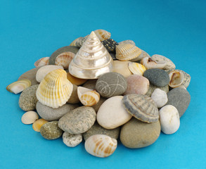 sea clamshells and stones